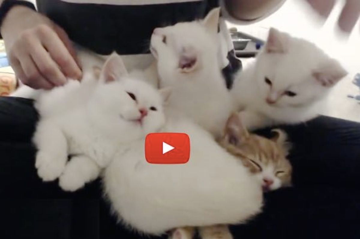 Five Foster Kittens Sharing Lap Time Together. It's a Purr-a-thon!