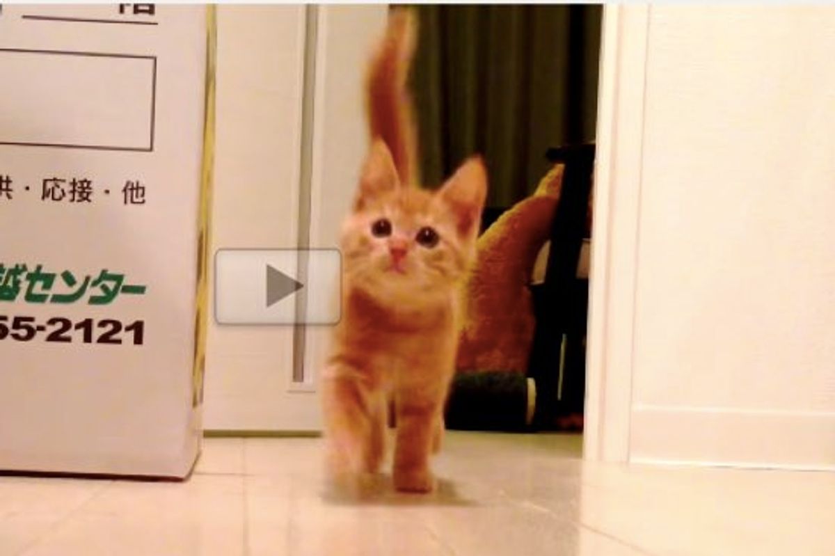 This is Why You Can Never Be Fast Enough When Feeding a Kitten