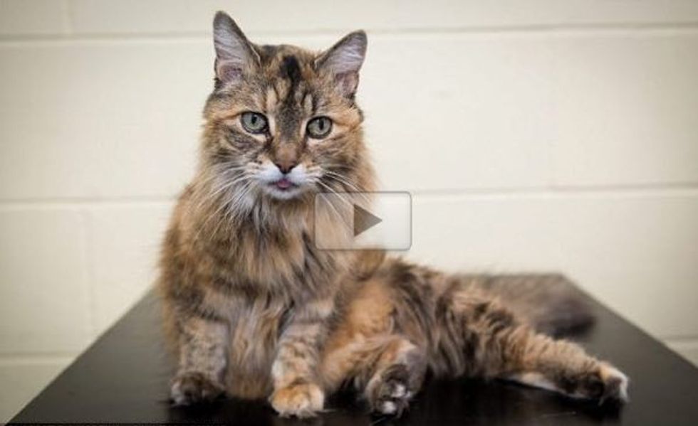 Bluey the Cat May Have the World's Loudest Purr, As Loud as a Subway Train