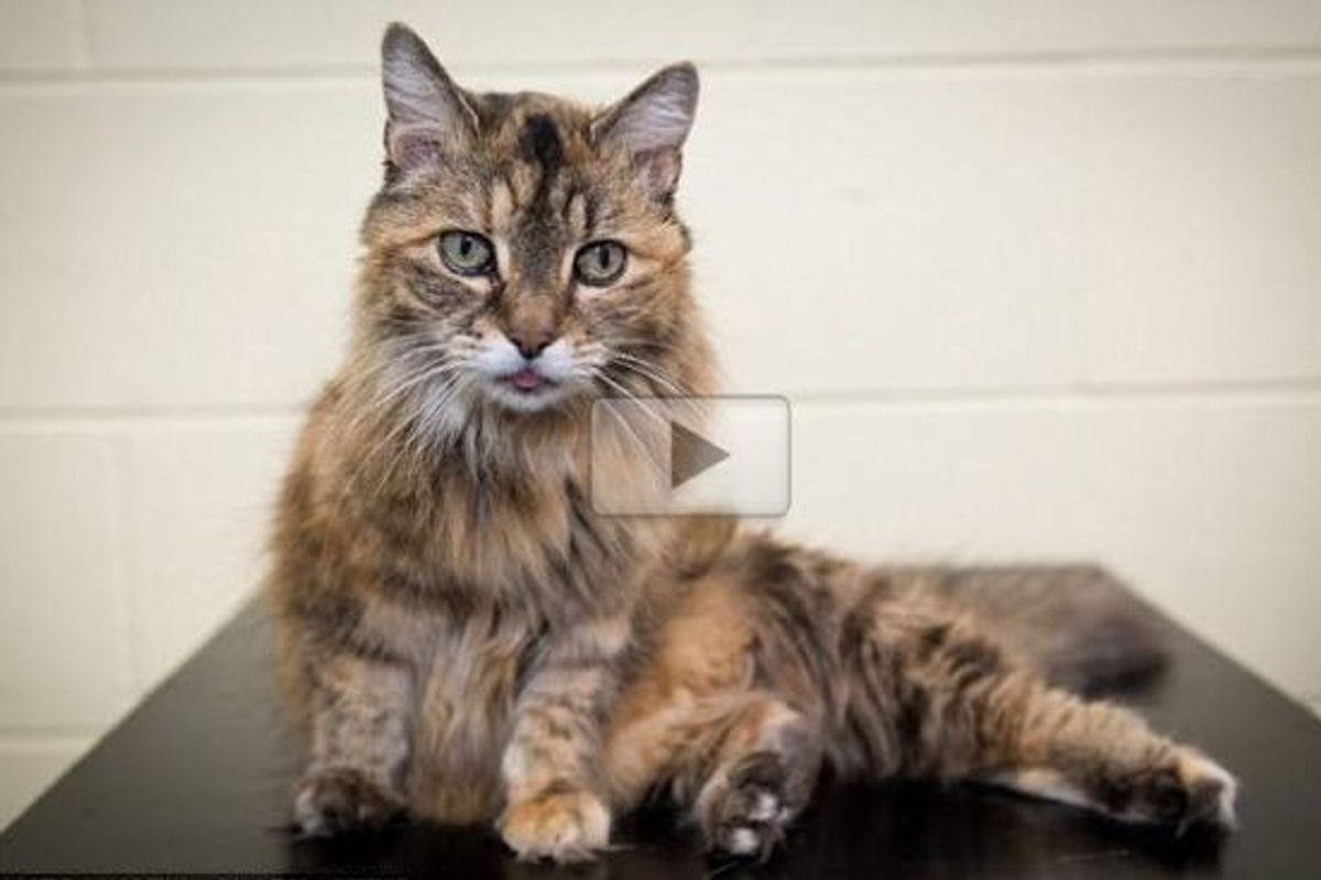 Bluey the Cat May Have the World's Loudest Purr, As Loud as a Subway Train