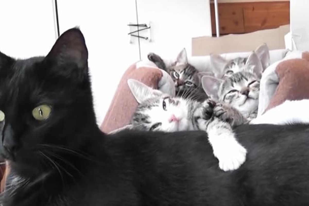 What This Man Comes Home to... Cutest Little Kitty Squeakers