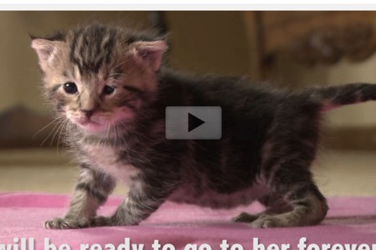 Rescued At 8 Days Old, This is Chloe the Kitty Starting to Open Her Eyes and Exploring the World