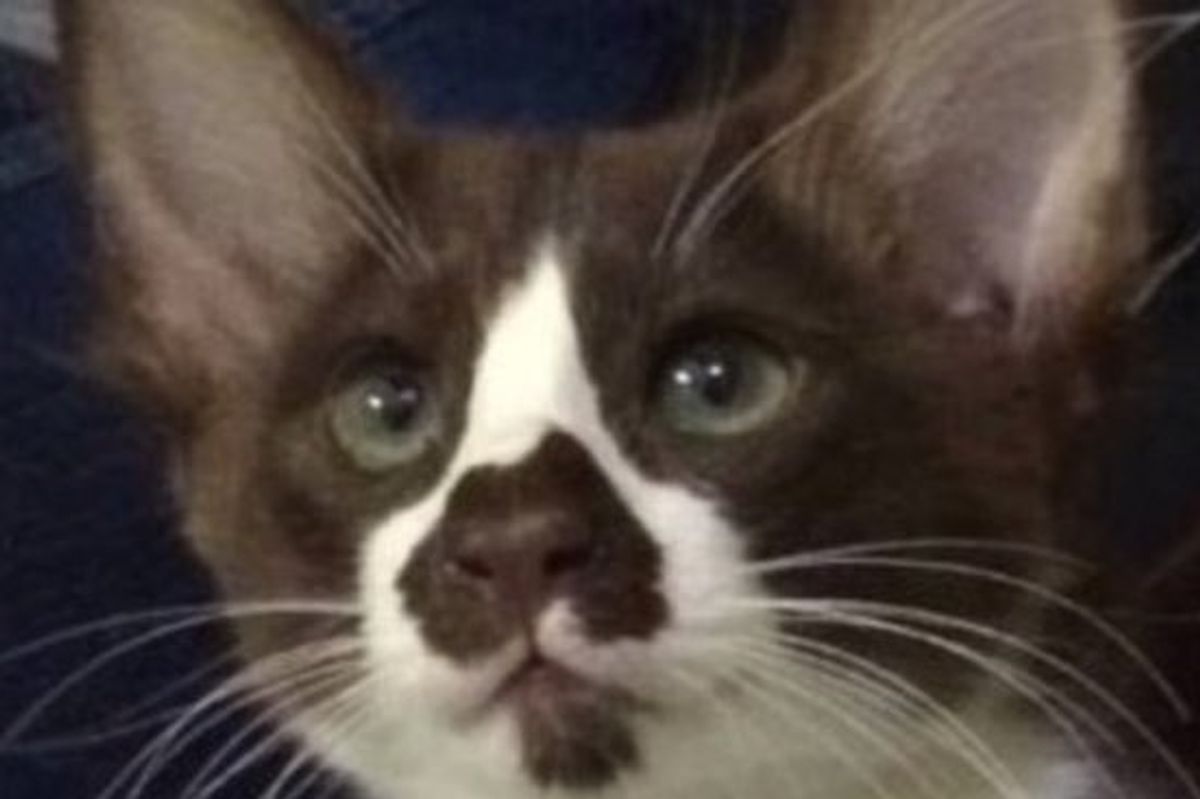 Oz the Cat Has the Purr-fect Map of Australia on Her Nose