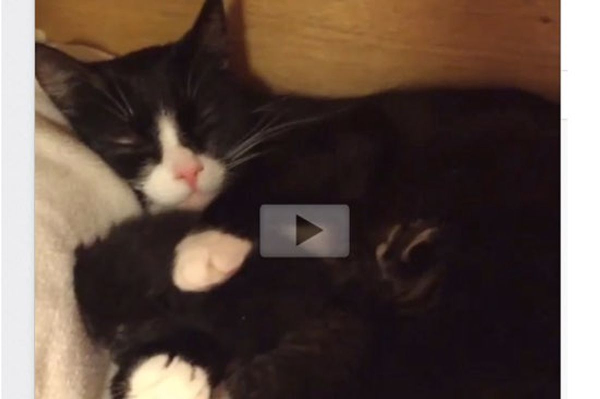 This is How Cat Mama Feels When She and Her Kittens Find a Foster Home