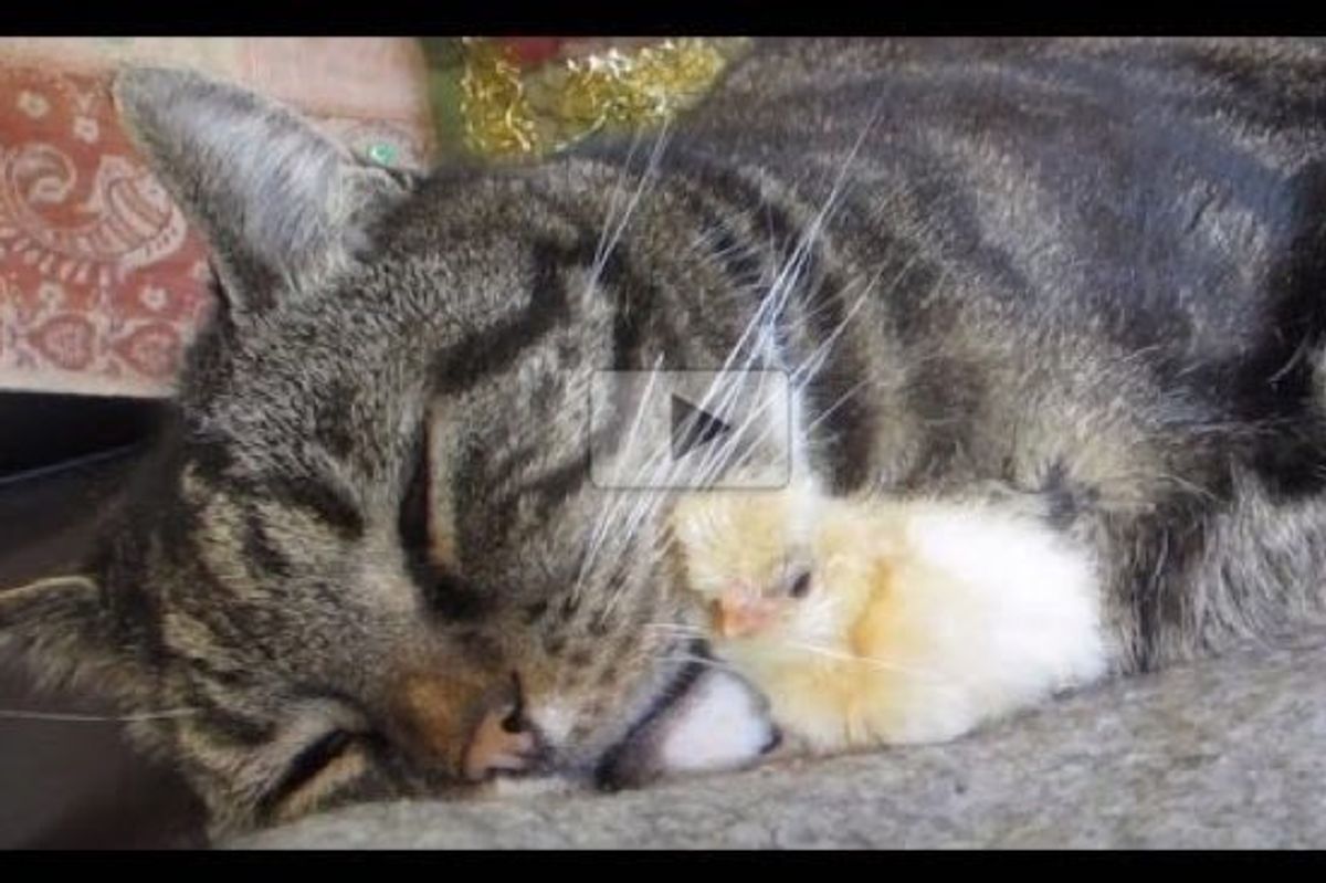 Tiny Chick Asking Cat for Snuggles. This is Just Adorable!