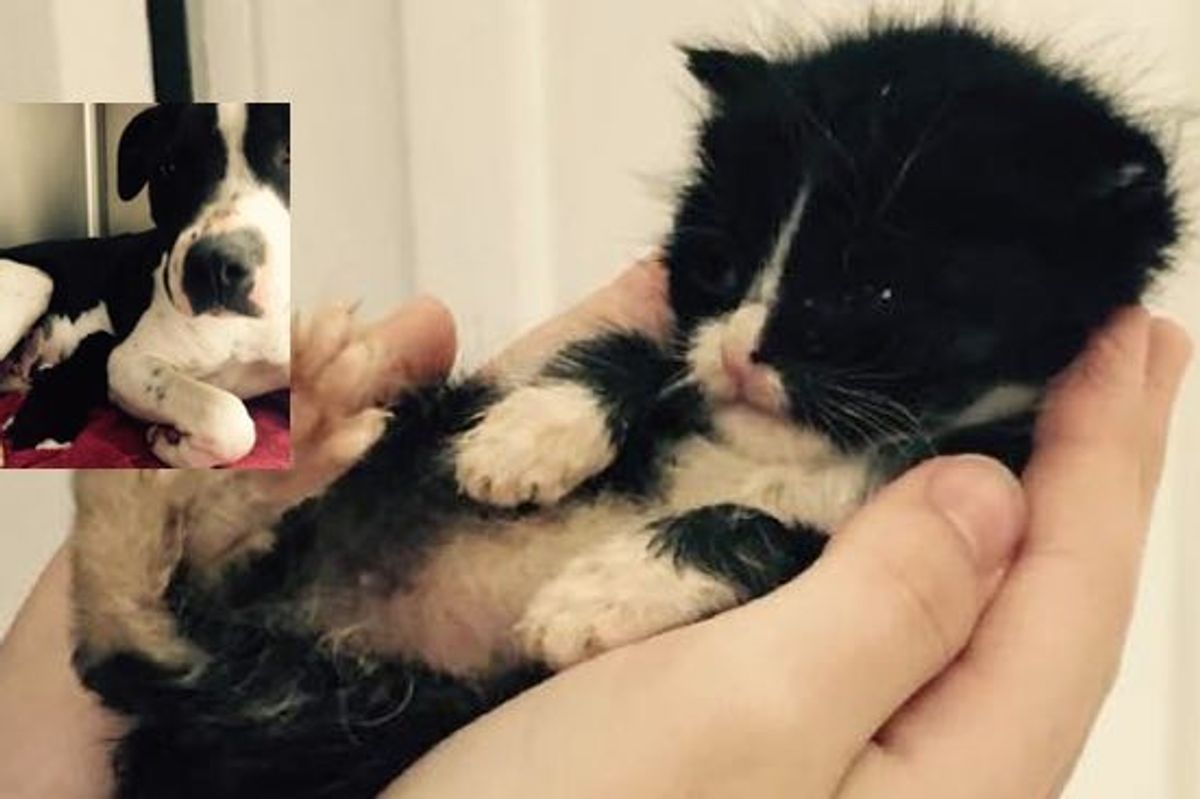 Stray Dog Adopts Tiny Kitten After Losing Her Own Puppies