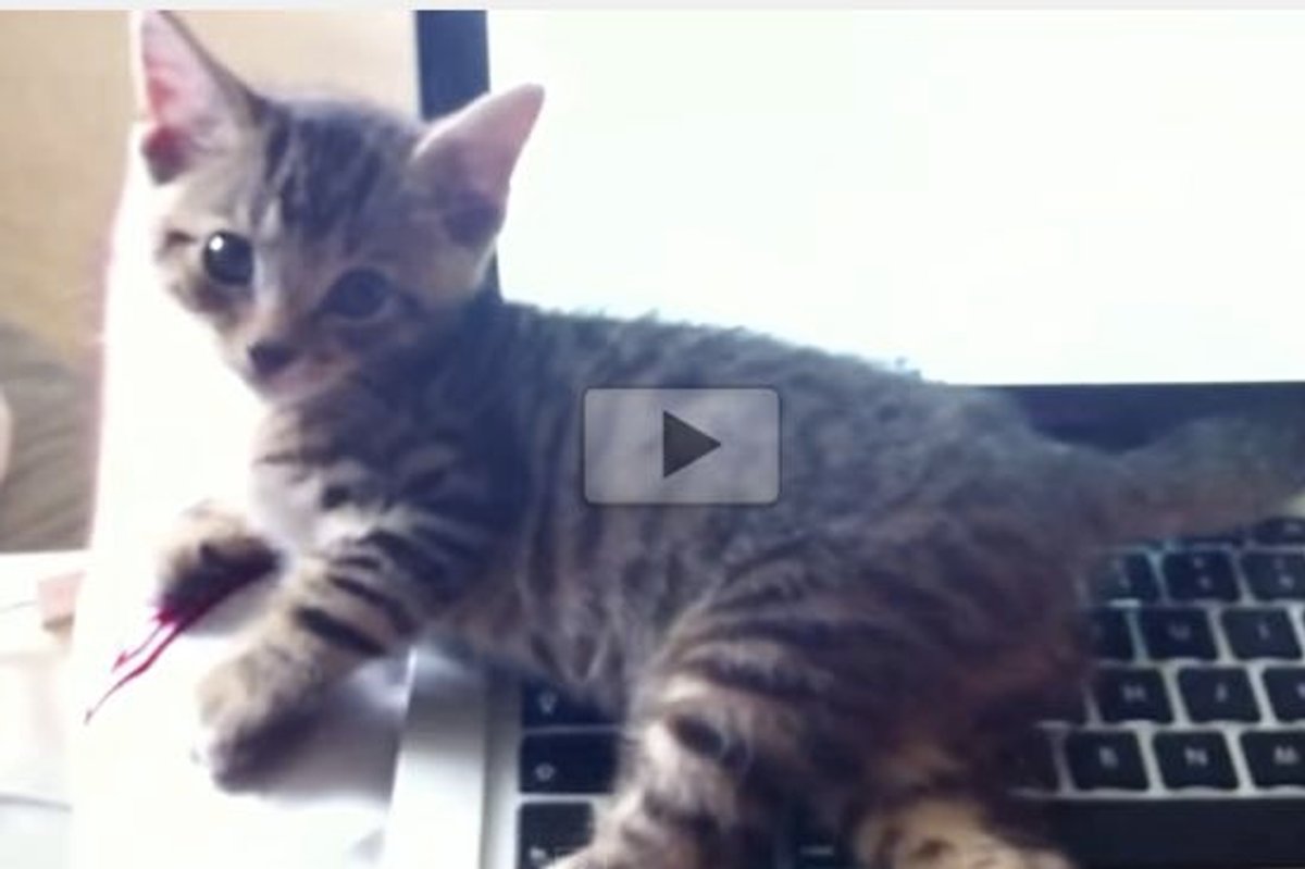 Kitty Does This Every Time His Human Uses the Laptop