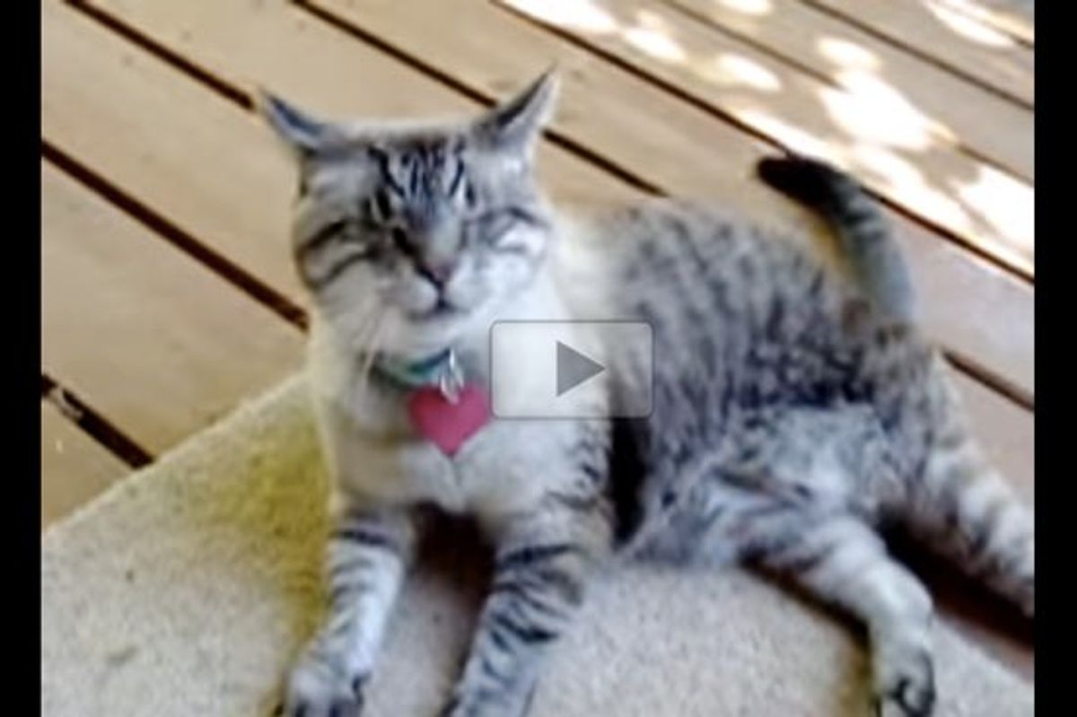 Gus the Blind Cat Bringing His Human Mom 'Gifts'
