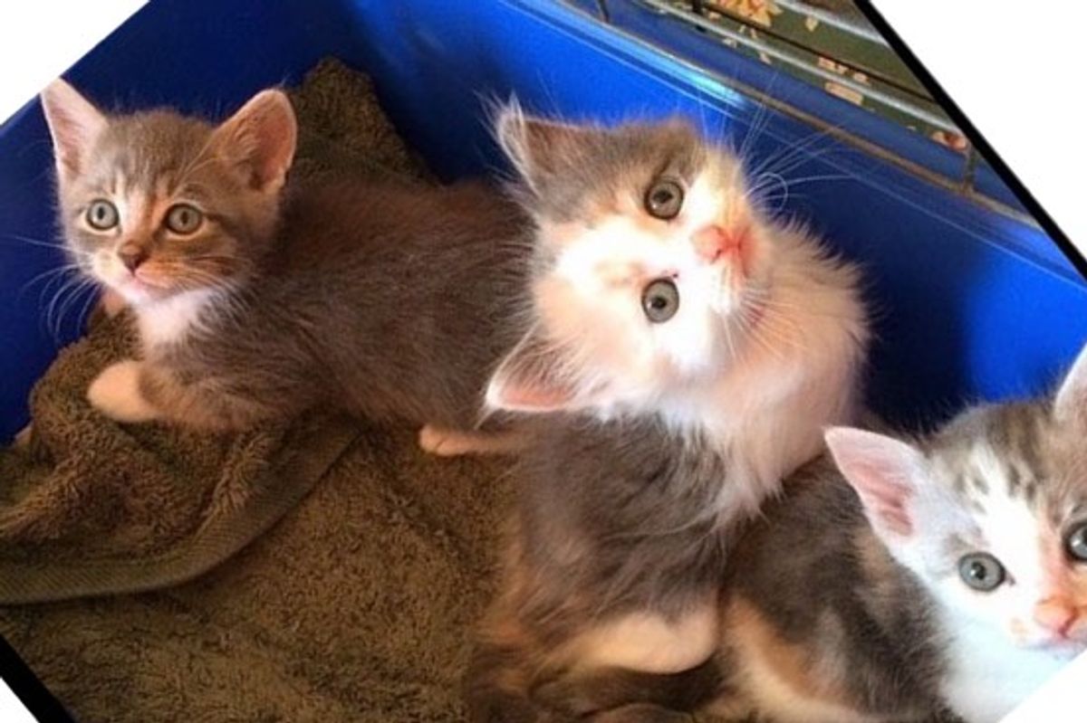 Meet Gandalf, Arwen and Gwen! Three Tiny Rescue Kitties Found in a Crate