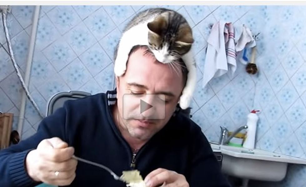 Kitty Decides to Watch His Human Eat from Above