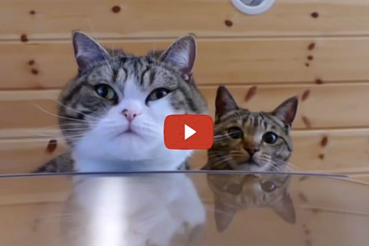 Fluffy Maru and Hana Get on Fridge with Gravity Defying Jumps