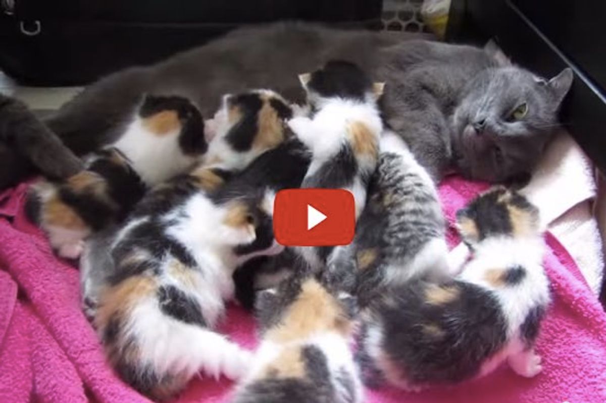 Rescue Cat Mama Nursing Her 8 Kittens: 7 Calico Girls, 1 Boy