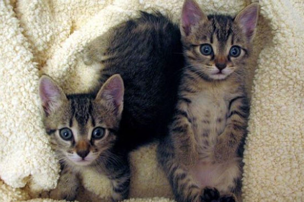 What Love Can Do! Meet Gimli and Chance the Tabbies: Then and Now!