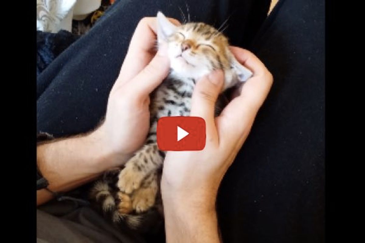 Kitty Loving Face Massage, Relaxing Like a Little Yoda