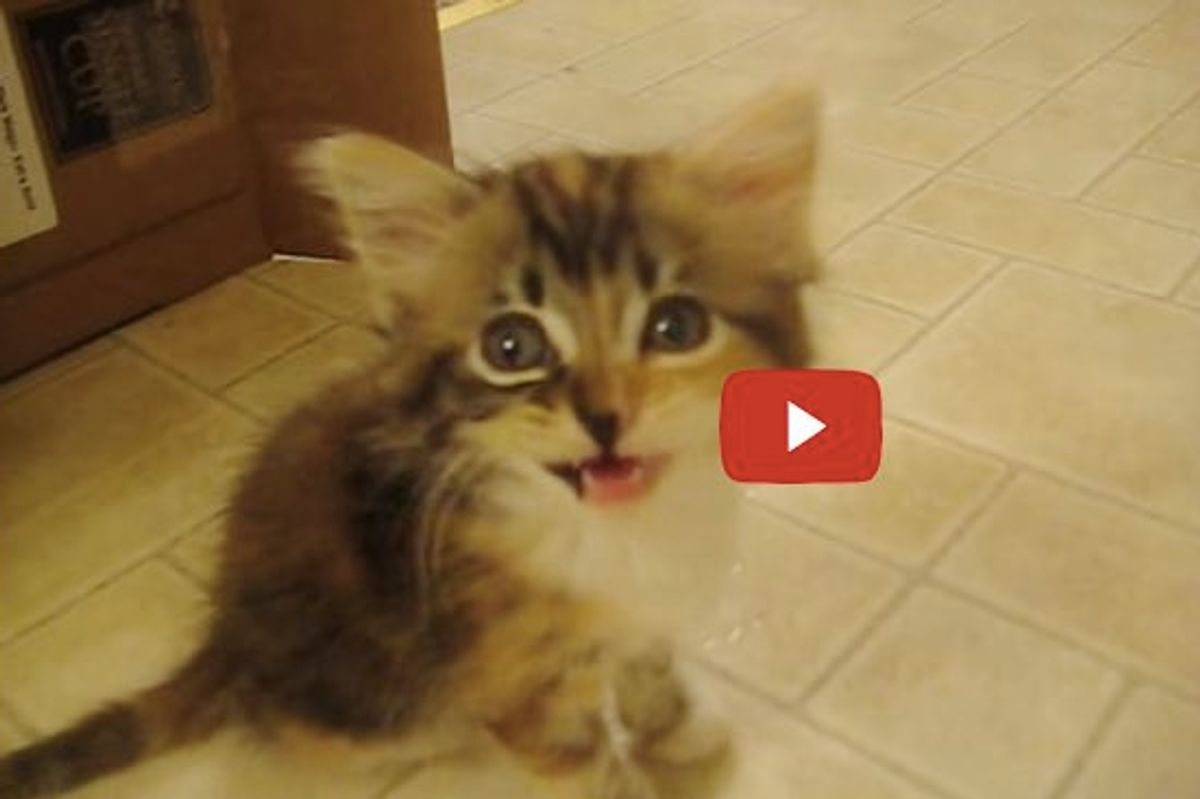 Foster Kittens Talking to Their Caretaker. Gotta Love Those Squeaky Meows!