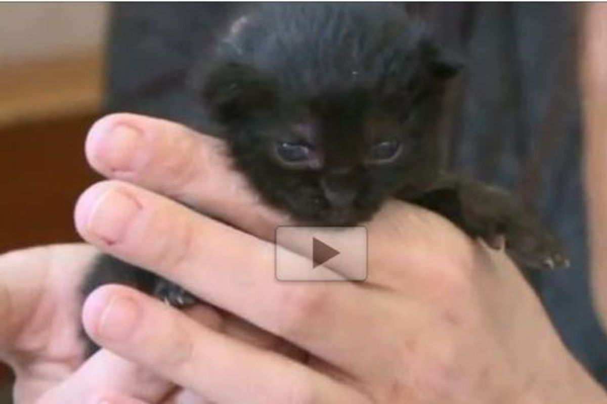 Two Orphan Kittens Taken in by Chihuahua Caring for Them Like Her Own