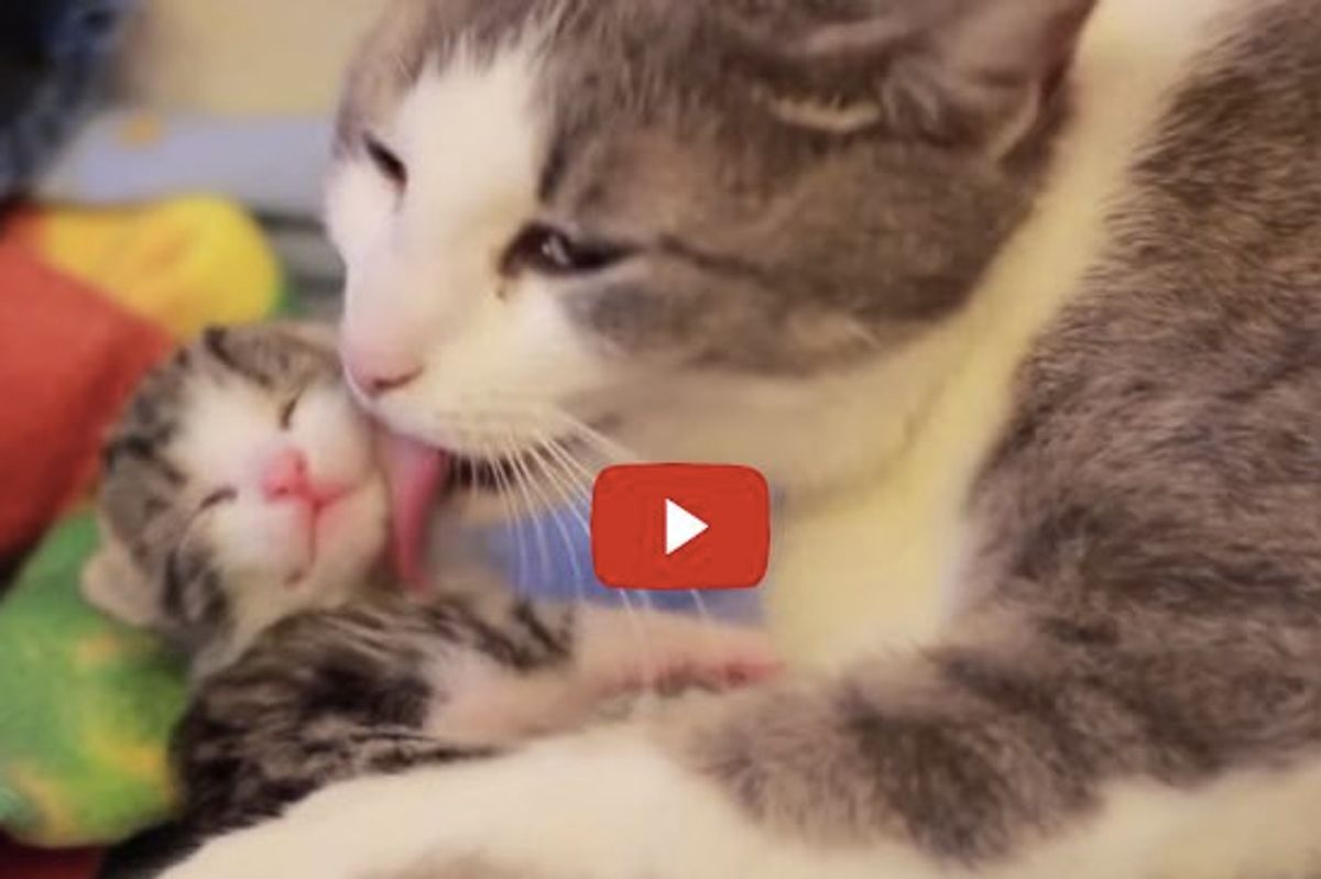 Soft Kitty Warm Kitty! These Five Kittens Born in Foster Care Will Warm Your Heart!