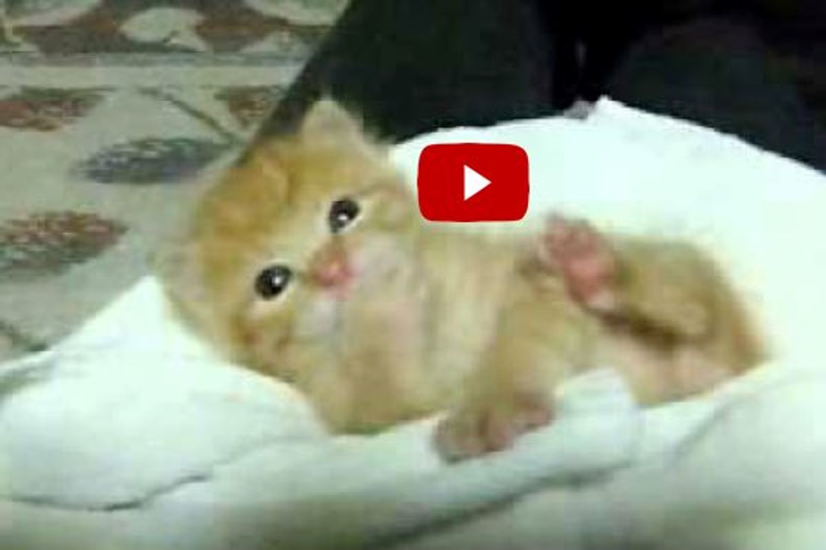 Kitten Rescued from Wall. Look at Those Happy Whappy Paws!