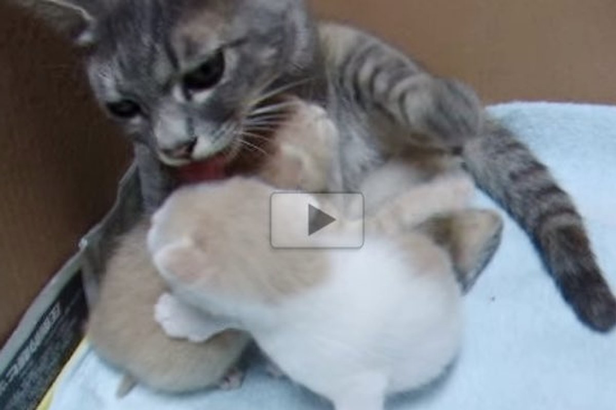 Stray Cat Came to a Family and Brought Two Little Furry Surprises