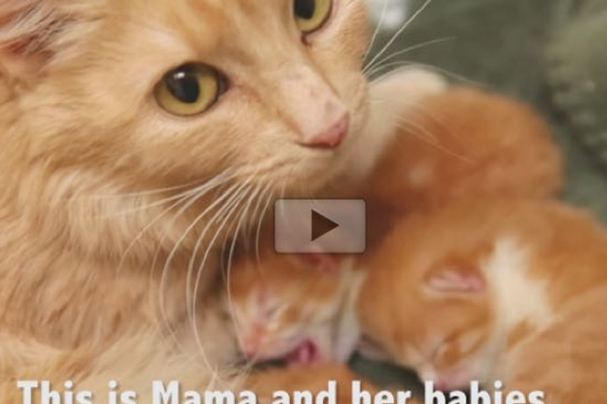 Ginger Cat Mama Gave Birth at Mall Loading Dock Rescued with Her Babies