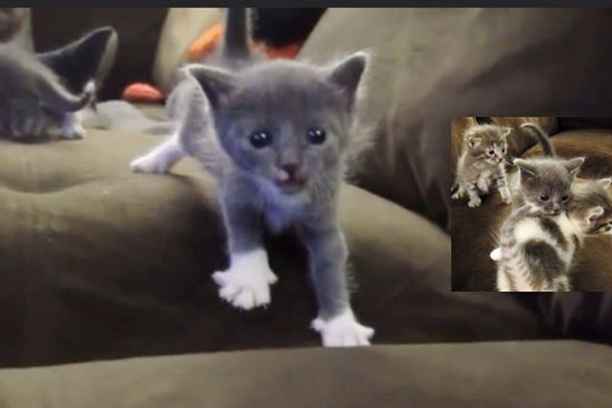 Derby the Motherless Kitten Adopted by a Furry Family