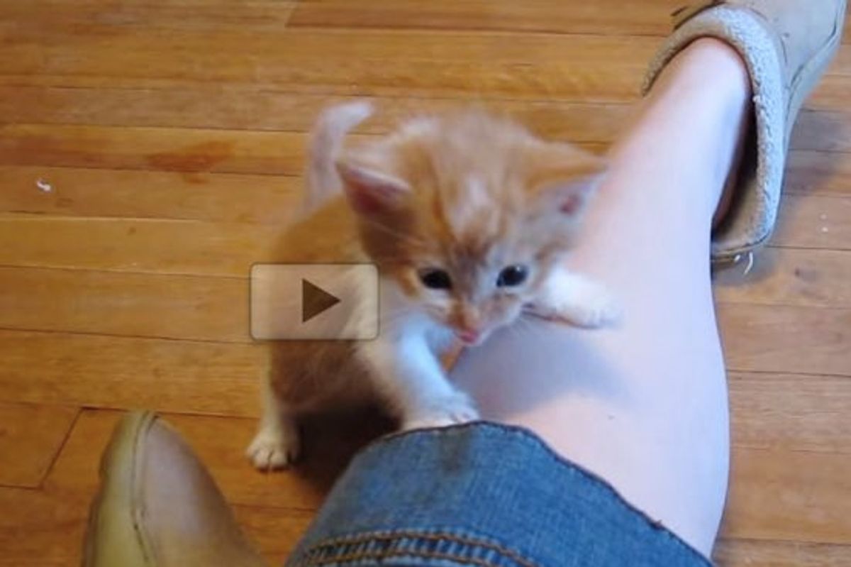 These Kittens May Be Tiny But They Surely Have Big Voices!