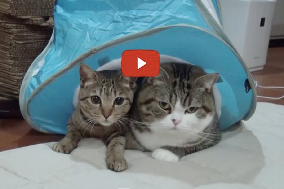 Hana Turns Two! Maru's Been Quite a Big Brother!