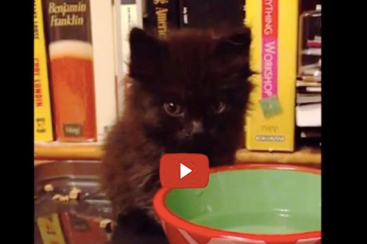 Foster Kitten Gets Sleepy at Her Food Bowls