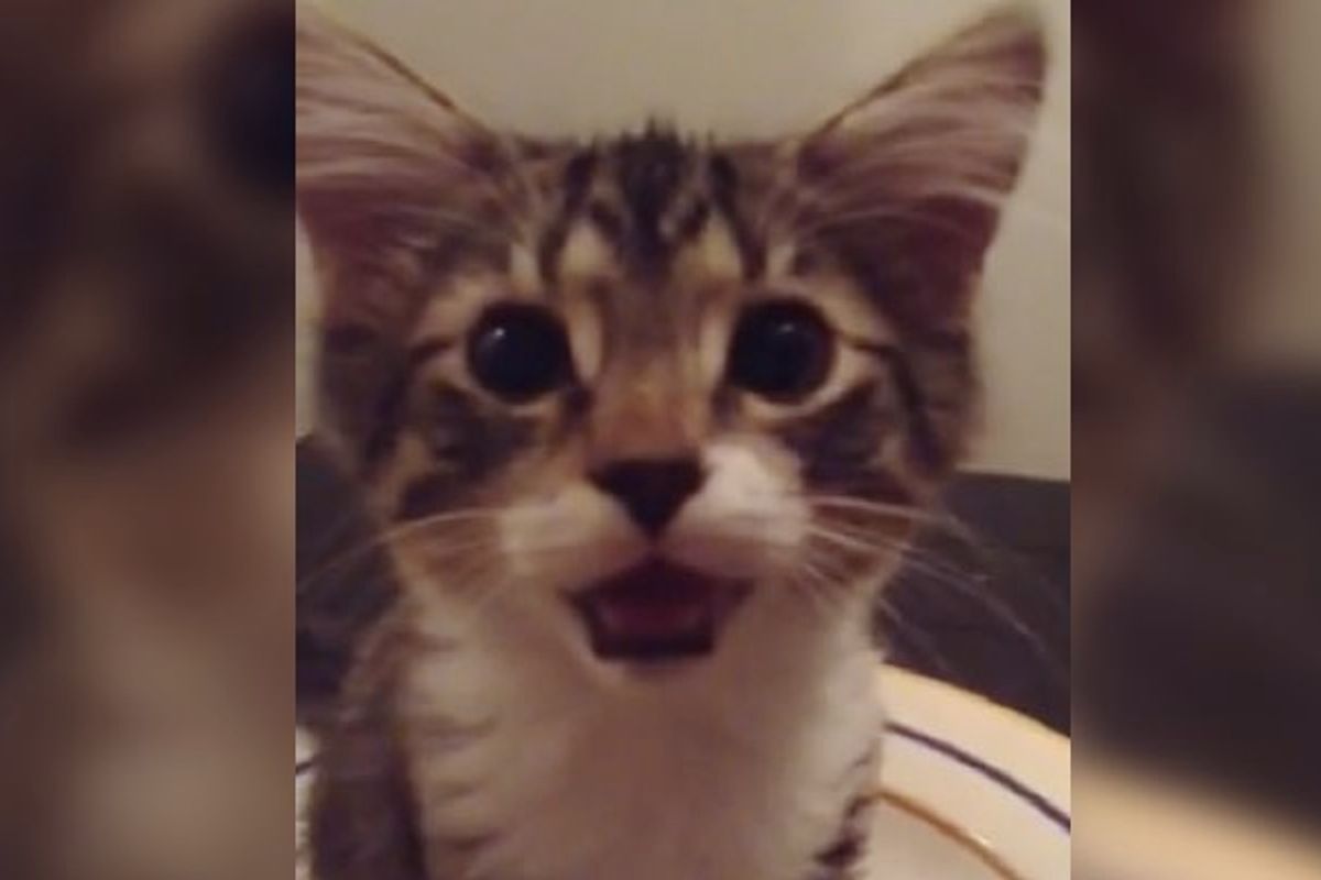 Kitten Having a Chat With Mom After Waking Up from a Nap