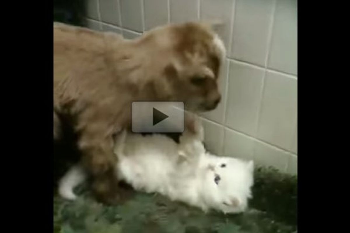 Fluffy Kitten Playing with a Newborn Goat