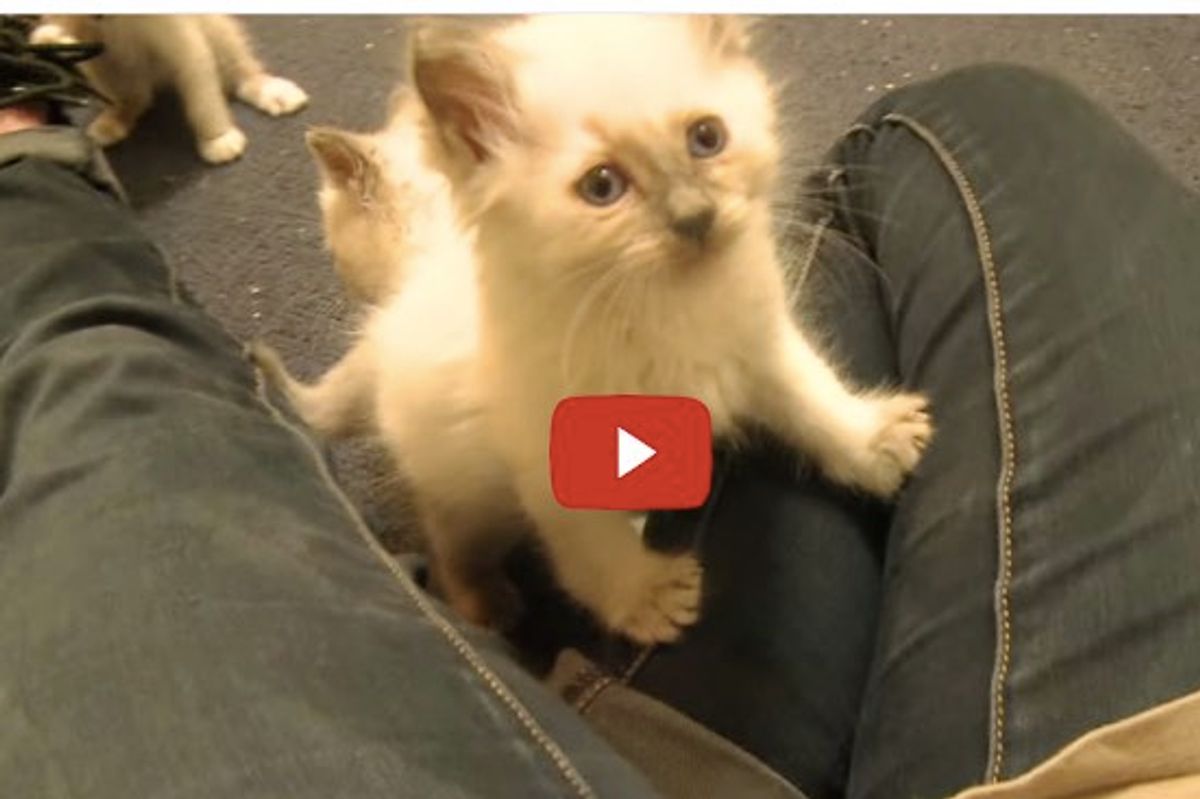 5 Siamese Kittens Take Human's Legs Hostage!