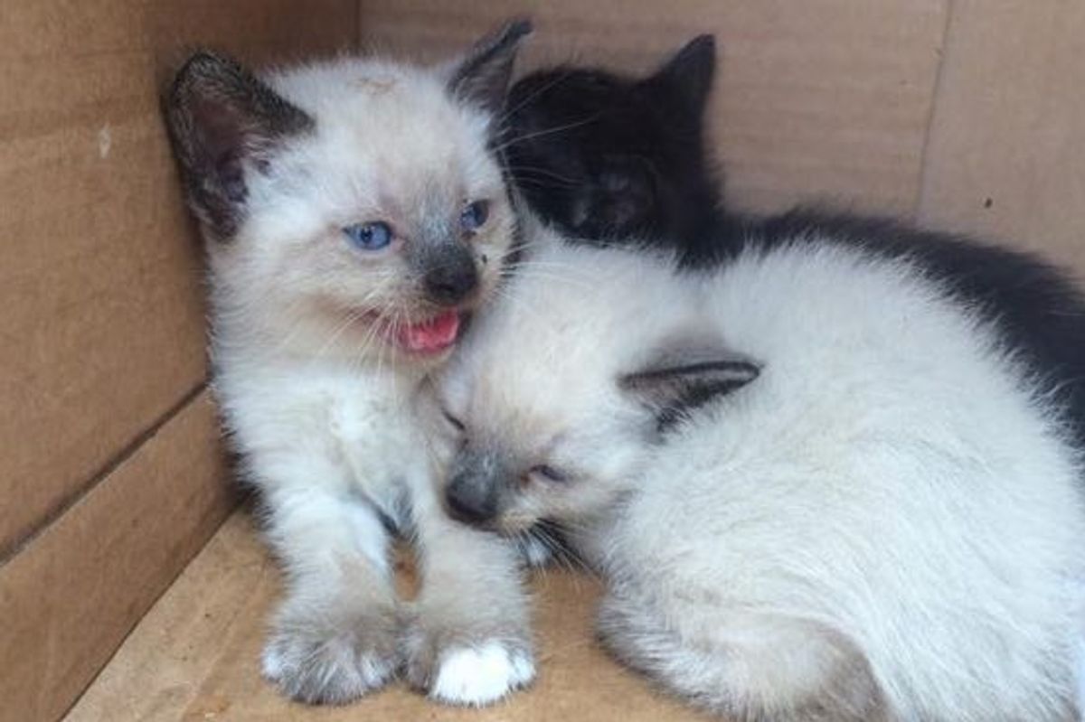 Four Kittens Found in a Box Rescued by Caring Officers