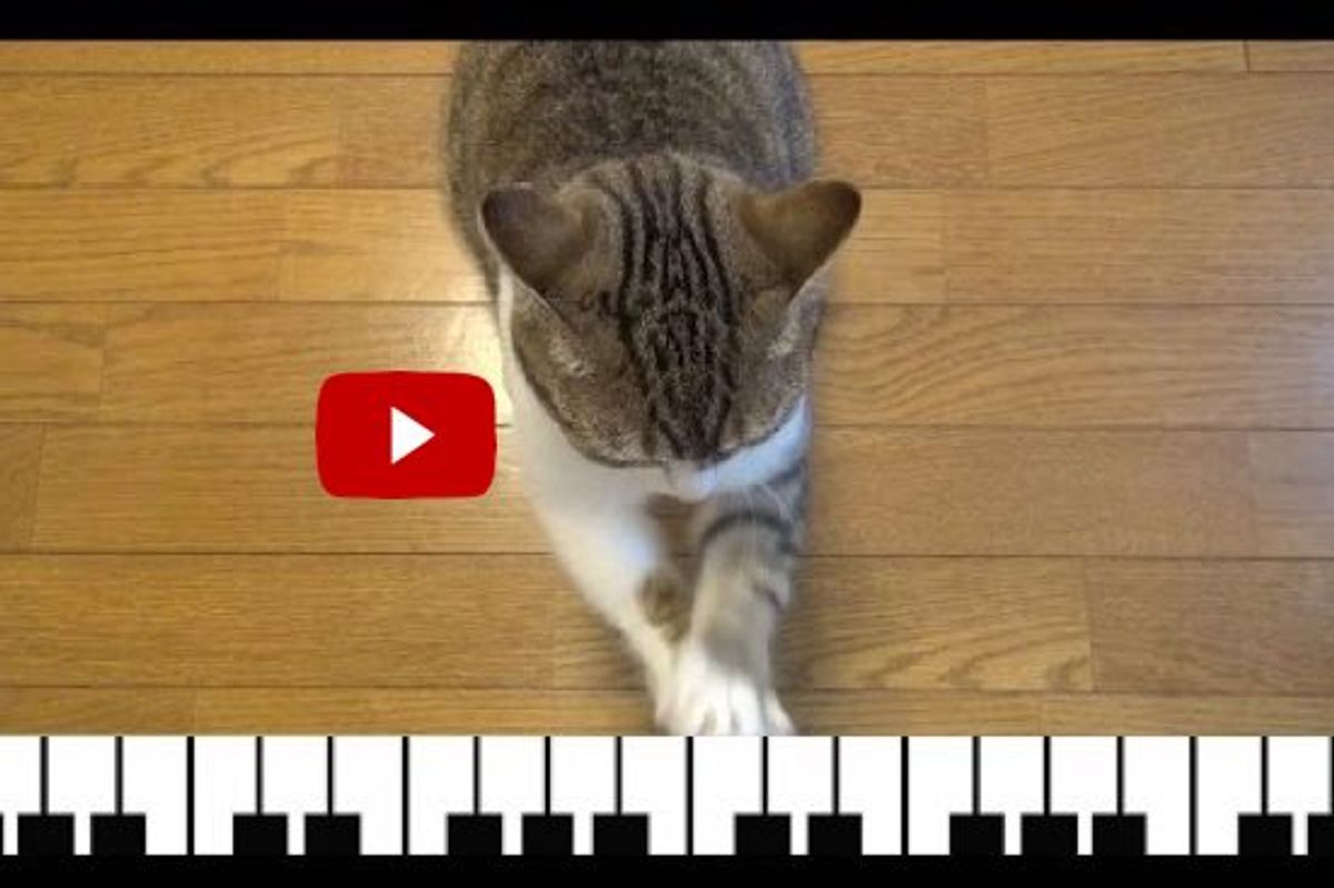 This Cat Can Play the Piano Even Without the Keys! It's Brilliant!