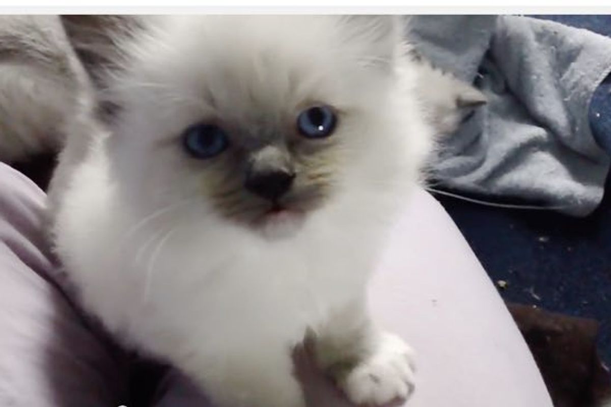 This Little Kitten is a Squeaker! My Heart Melts When I Hear Those Squeaks!