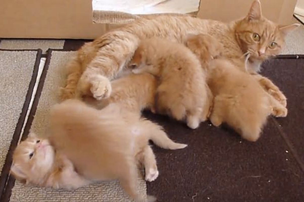 This is What It's Like to Foster 6 Ginger Kittens