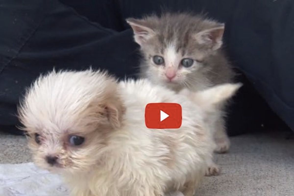 See This Special Bond! Rescue Kitten and Puppy Find Each Other