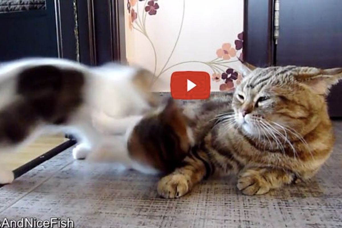 This is Why Momma Cat Can Never Have a Quiet Nap
