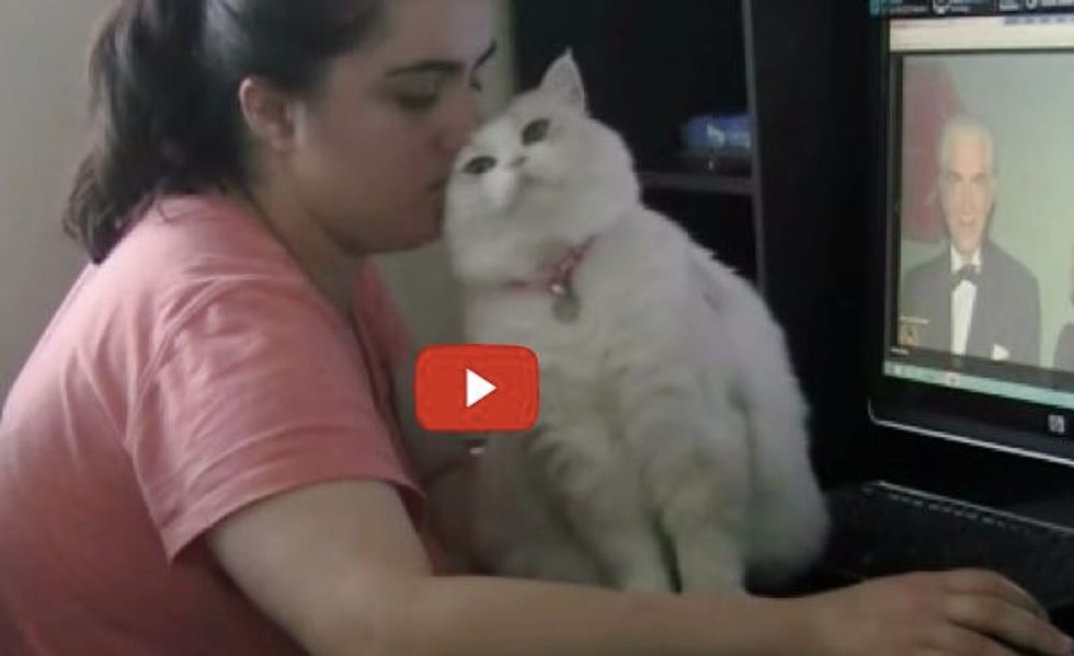 Whenever Sushi's Human Tries to Use the Computer, This Happens...