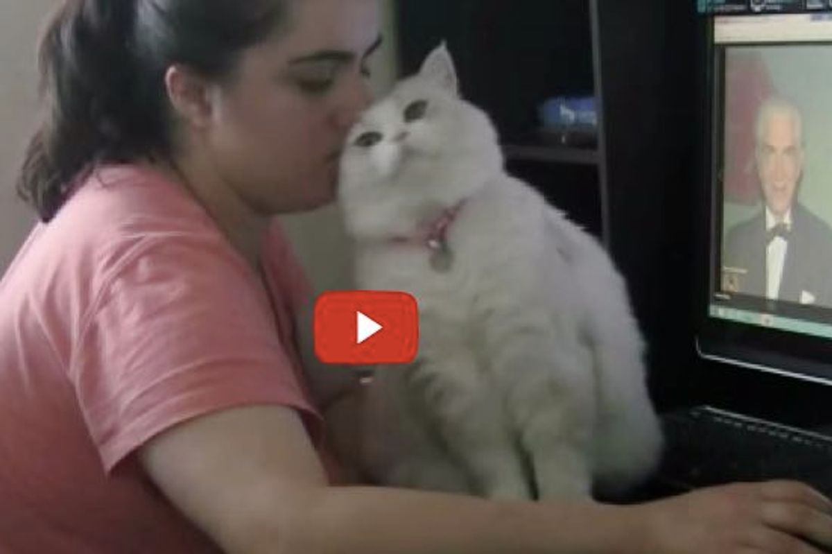 Whenever Sushi's Human Tries to Use the Computer, This Happens...