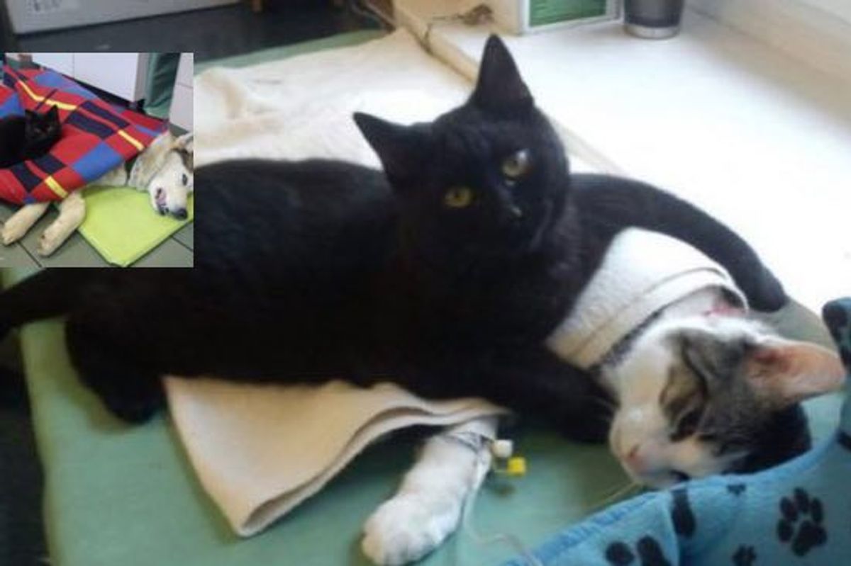 Rescue Cat Becomes Nurse at Shelter Purring Animal Patients Back to Health
