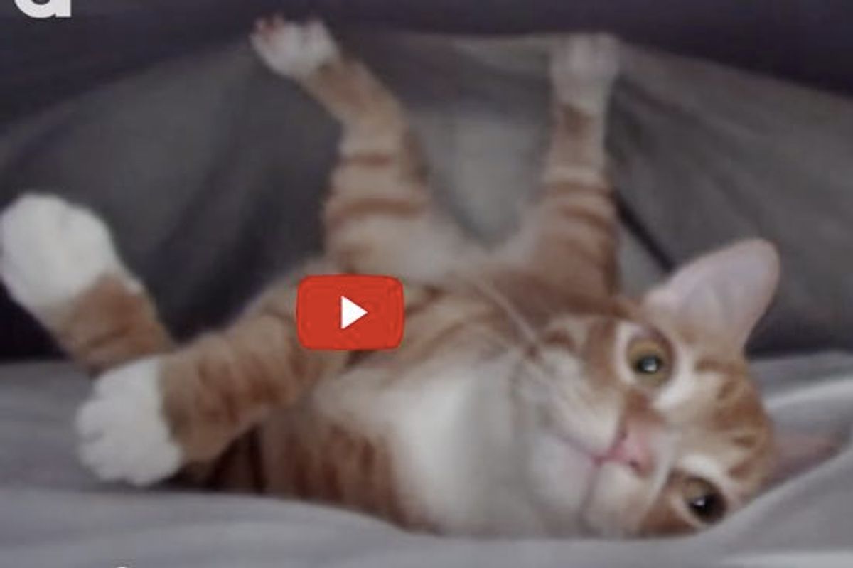 Marmalade Offers 'Help' When His Human Tries to Make the Bed