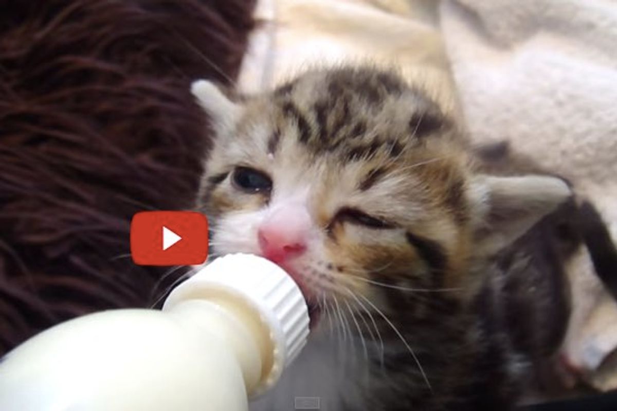 Hand Reared Kittens. Look at Those Content Faces and Wiggly Ears!