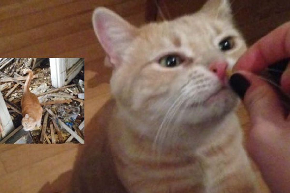 Missing Cat Reunited with His Human After Fire Thanks to Neighbors' Help