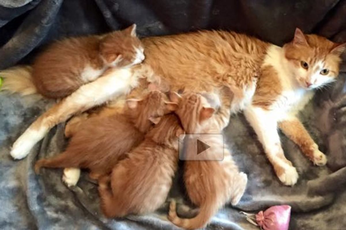 Stowaway Cats Saved by Sailors Find Foster Care in the US