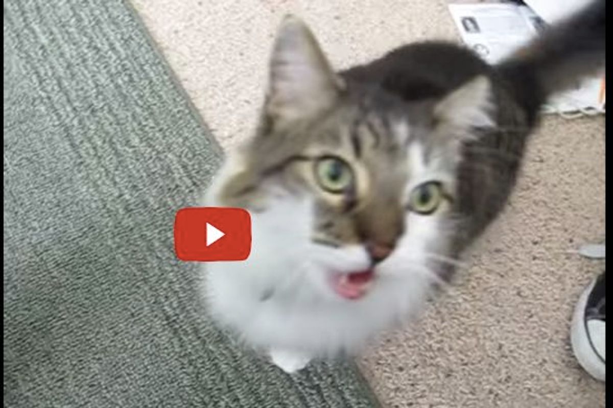 Cat and His Human Having Deep Conversations