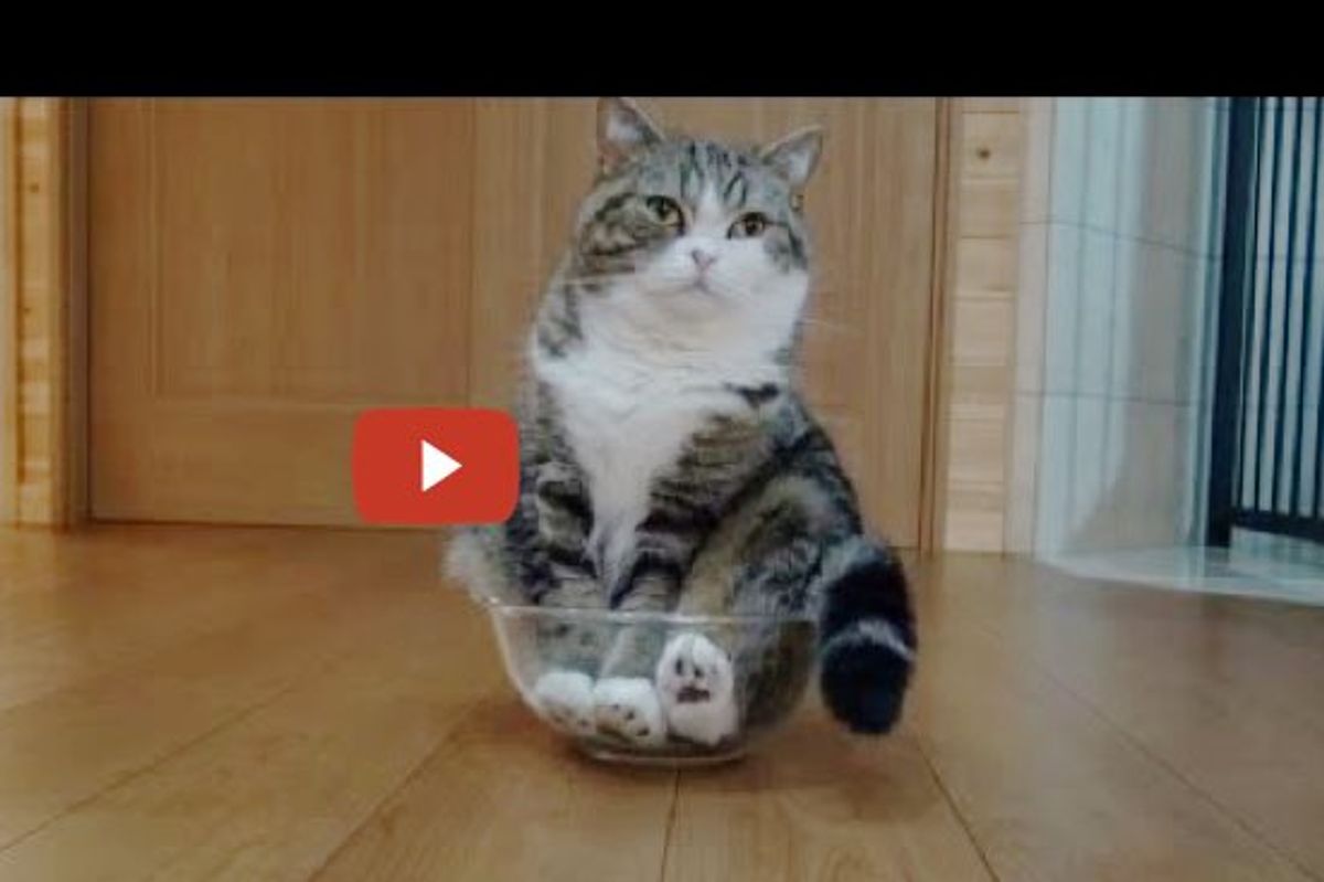 When Maru Discovers a Mixing Bowl...