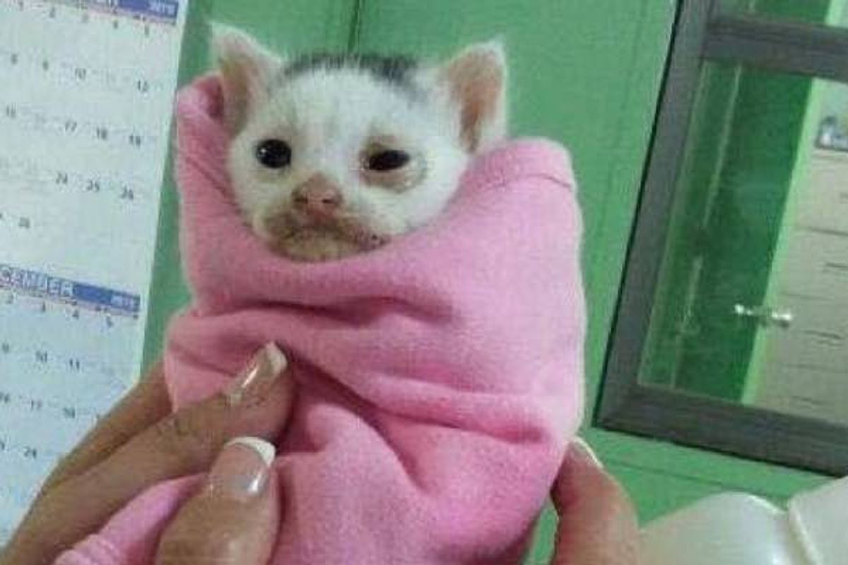 This is What Love Can Do! Rescue Journey of Little Derby!