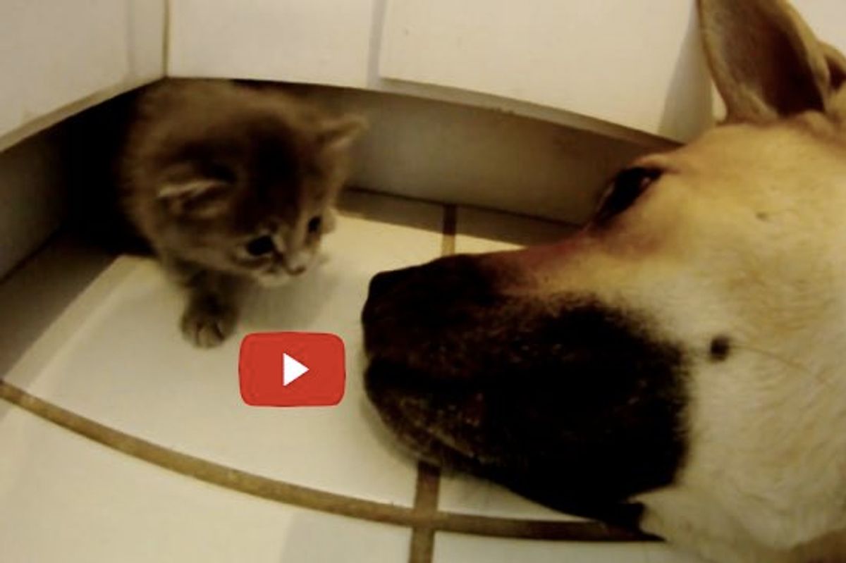 Phoenix the Kitten Finds a New Mom, Charlie the Dog! Both are Rescues!
