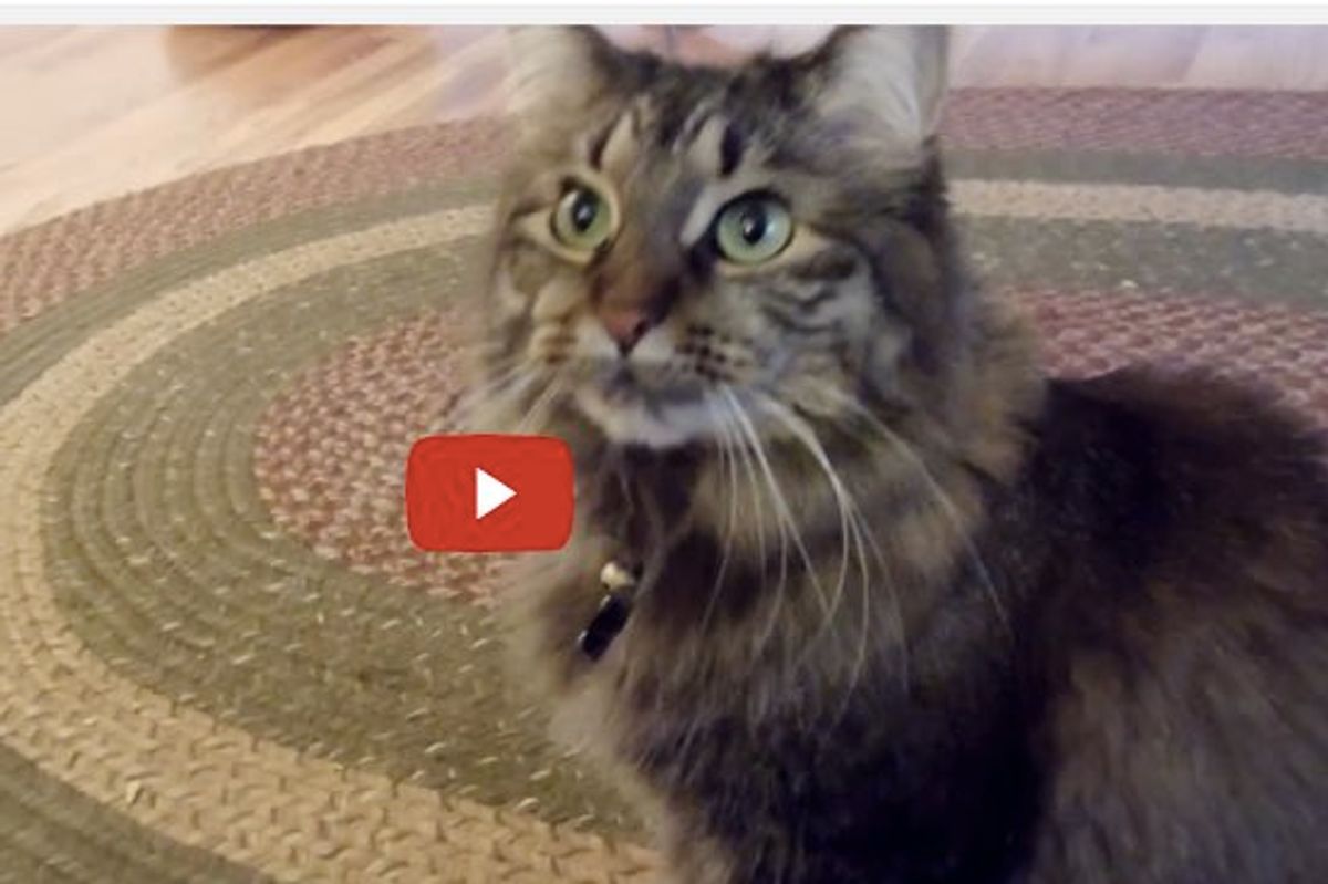 Proof that Cats Miss their Humans!