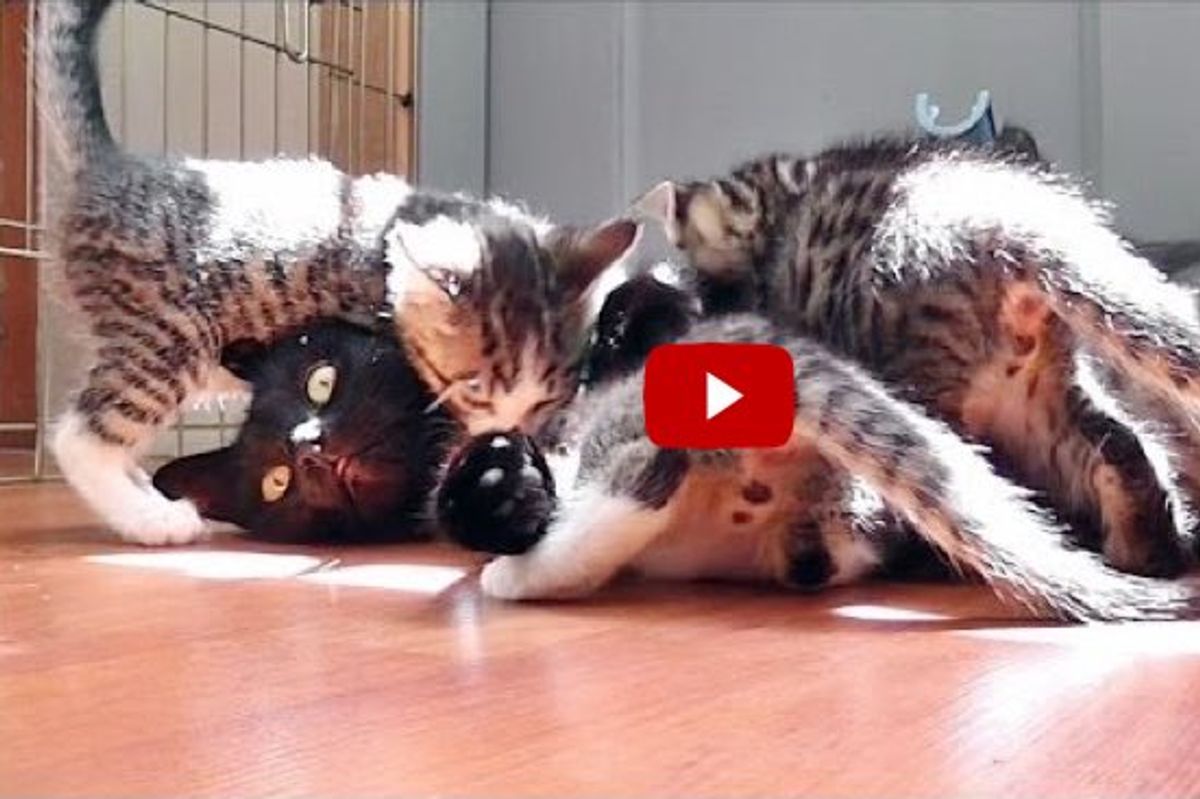 Cat Mama Swamped by Crazy Hungry Kittens!